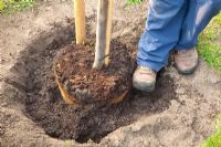 Step by Step - Planting a quince tree - firming the soil with feet 