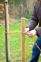 Step by Step - Planting quince tree - tying tree to stake