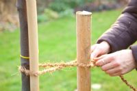 Step by Step - planting quince tree - tying tree to stake 