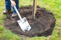 Step by Step - planting quince tree - creating irrigation wall with soil and spade 