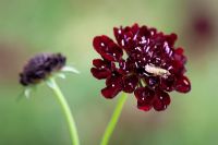 Scabiosa atropurpurea 'Black Cat' - Scabious with hoverfly