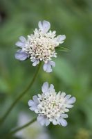 Scabiosa stellata 'Ping Pong'- Scabious