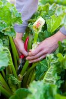 Removing rhubarb flower with a knife