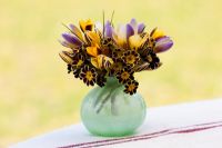 Spring flower arrangement in green vase with Crocus chrysanthus 'Advance', 'Gypsy Girl', 'Zwanenberg Bronze' and Primula 'Gold Lace Group'