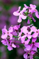 Hesperis matronalis - Sweet rocket, Dame's violet
