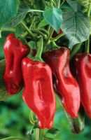 Chili Peppers 'Marconi Rosso'