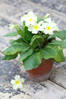 Primula in pot on rustic wooden table