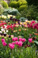 Tulip trial in the cutting garden at Perch Hill