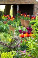 Spring in the Oast garden at Perch Hill with Tulipa 'Havran', 'Prinses Irene' and 'Coleur Cardinal' growing in pots.