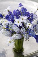 Spring flower arrangement with Muscari 'Valerie Finnis' and M. armeniacum with Ipheion uniflorum 