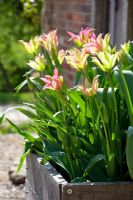 Tulipa 'Virichic' in a wooden conatiner
