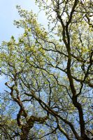 Quercus robur - Oak tree coming into leaf at Perch Hill