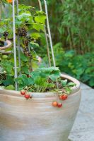 Strawberries and Blackcurrants grwoing in a terracotta container
