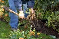 Lifting Dahlias from a border in autumn - digging up tuber