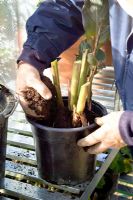 Potting up tender Cannas to overwinter in the greenhouse