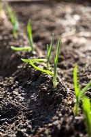 Planting out Garlic - planting on ridges 
