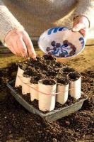 Sowing Broad Beans in recycled loo rolls - flling toilet roll middles with compost