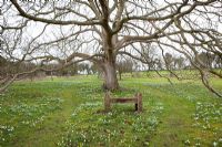 Galanthus - Snowdrops and Eranthis - Aconites under the 200 year old walnut tree at Hanham Court