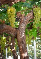 Gnarled trunk of Vitis vinifera - Grape Vine in the glasshouse at Chatsworth