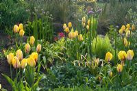 Tulipa 'La Courtine' along with ferns and alliums at Merriments Gardens, Handcross, East Sussex.