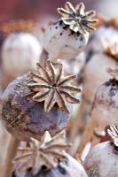 Papaver sonniferum - Opium Poppy seedheads