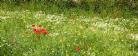 Wild flower meadow near Rowley Hose Farm NGS Country Garden, Cannock Wood, Staffordshire, England 