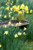 Rustic jug of daffodils on wooden bench