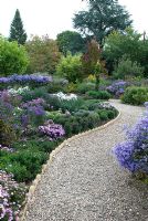Gravel path through stunning borders of Asters, with mature specimen trees in background - The Picton Garden, Colwall, Worcestershire