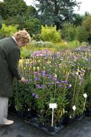 Customer in the nursery area selecting plants - The Picton Garden, Colwall, Worcestershire