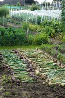 Harvested onions left to dry on allotment bed - Orford, Suffolk