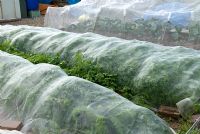 Carrots and Brassicas under protective nets on allotment - Orford, Suffolk