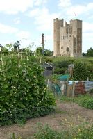Allotment beds with runner beans, rabbit-proof fences and sheds, overlooked by remaining keep of medieval castle - Orford, Suffolk