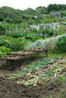 Allotment beds with harvested onions drying in foreground - Orford, Suffolk