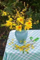 Cutting spring flowers - narcissi and forsythia