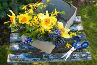 Cutting spring flowers - narcissi, blue hyacinths and forsythia