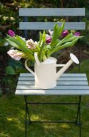 Cutting garden spring flowers - pink hyacinths and purple tulips in cream watering can