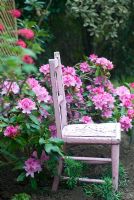 Childs painted vintage pink chair with Rhododendron yakushimanum 