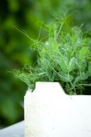 Pea tips 'Greensage' grown in old polystyrene fish box