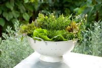 Mixed salad leaves in a colander including lettuce, rocket and mizuna
