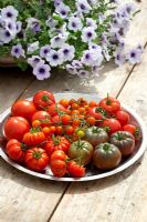 Tomatoes on a silver plate. T. 'Black Krim', 'Sungold', 'Costoluto Fiorentino' and 'Ferline'. Pot of Petunia 'Blue Vein' in the background