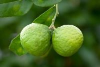 Citrus x hystrix - Kaffir Lime grown indoors
