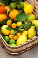 Basket of citrus fruits. Citrus calamondin, Kaffir Lime, Citrus Lemon 'Four Seasons', Citrus Orange 'Navel'