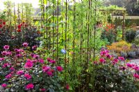 Mixed gourds - Lagenaria - growing over a metal pergola with Dahlia 'Olympic Fire' around the base in the potager at De Boschhoeve. Dahlia 'Sayonara' in the foreground with Ipomoea 'Heavenly Blue' and gooseberry melons - Cucumis myriocarpus - growing over metal frame in the foreground