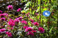 Dahlia 'Sayonara' with Ipomoea 'Heavenly Blue' - Morning Glory in the potager at De Boschhoeve