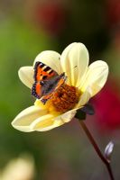 Dahlia 'Summertime' with butterfly