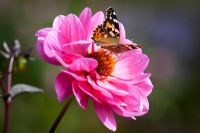 Dahlia 'Classic Rosamunde' with butterfly