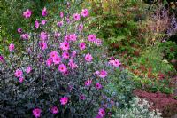 Dahlia 'Magenta Star' with euonymus in the background