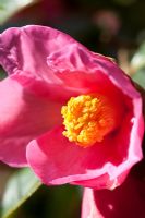 Camellia x williamsii 'Ellamine'