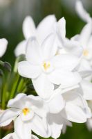 Narcissus 'Paperwhite Ziva'