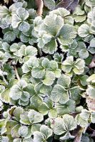 Waldsteinia ternata with hoar frost